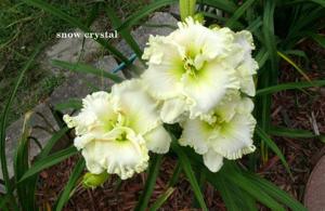 Snow Crystal (Stamile, 2008)